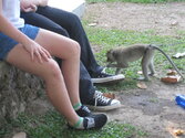 monkey_2_by_wolfe636-d3b8zy6.jpg