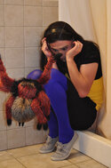 spider_strikes_again__by_foreverprairie-d46kucl.jpg