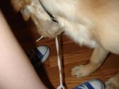 she had untied both my shoes1.jpg