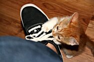 kitten_by_xxneonmusicfreakxx-d4o20so.jpg