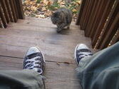 jordan converse and kitty.jpg