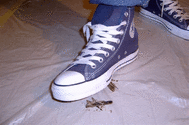 locust under converse allstars 2 (gross).gif