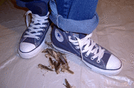 locust under converse allstars 1  (gross).gif