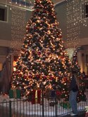 big tree @ skagit mall 001.jpg