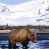 Northerngrizzlybear