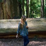 redwood-forest-navy-flannel-5.jpg